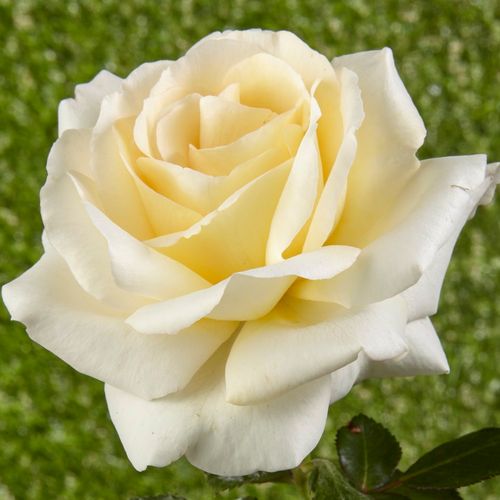 Vendita, rose rose floribunde - giallo - Rosa Moonsprite - rosa intensamente profumata - Herbert C. Swim - ,-